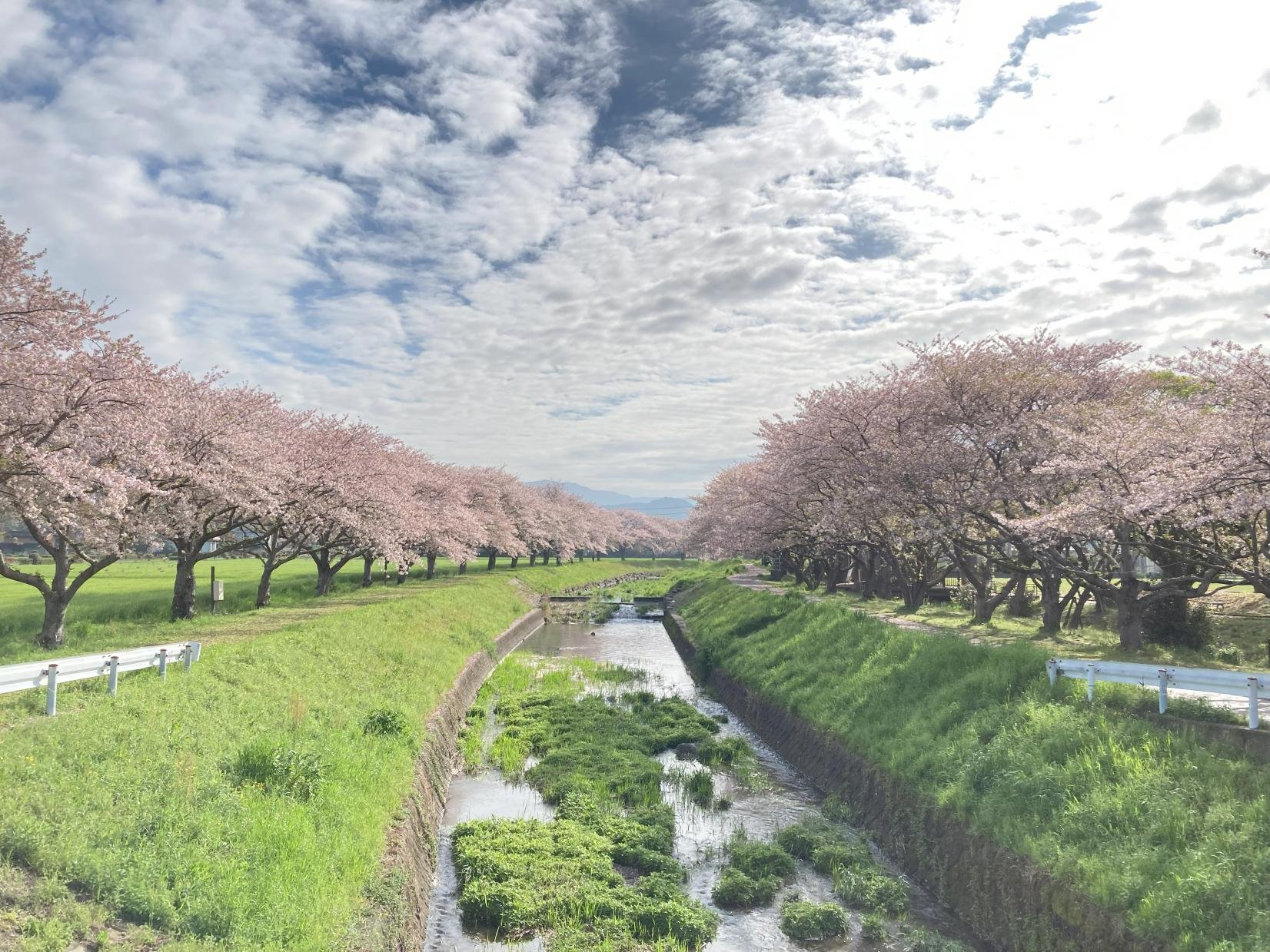 🌸 쿠사바 강 벚나무 가로수길(쿠사바가와노사쿠라나미키) 이미지 3